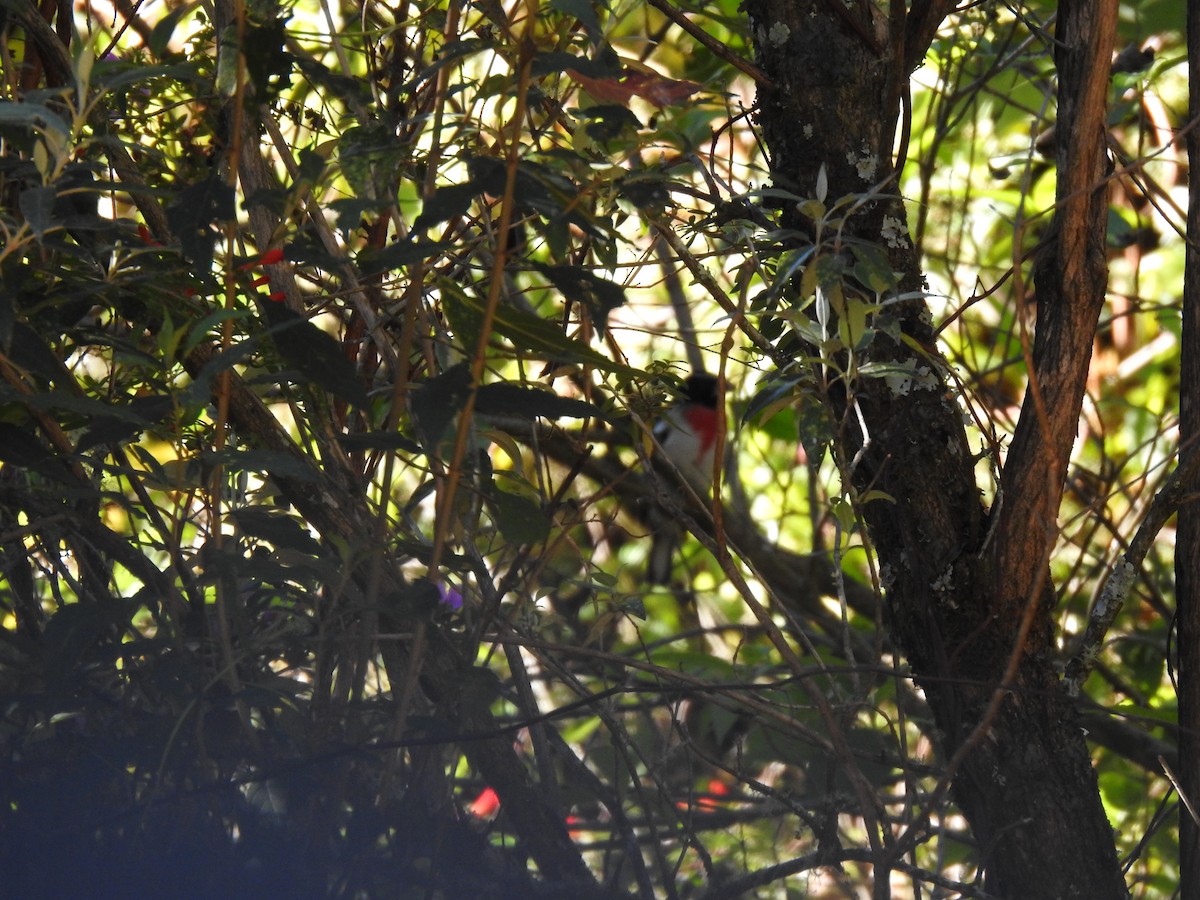 Rose-breasted Grosbeak - ML630710836