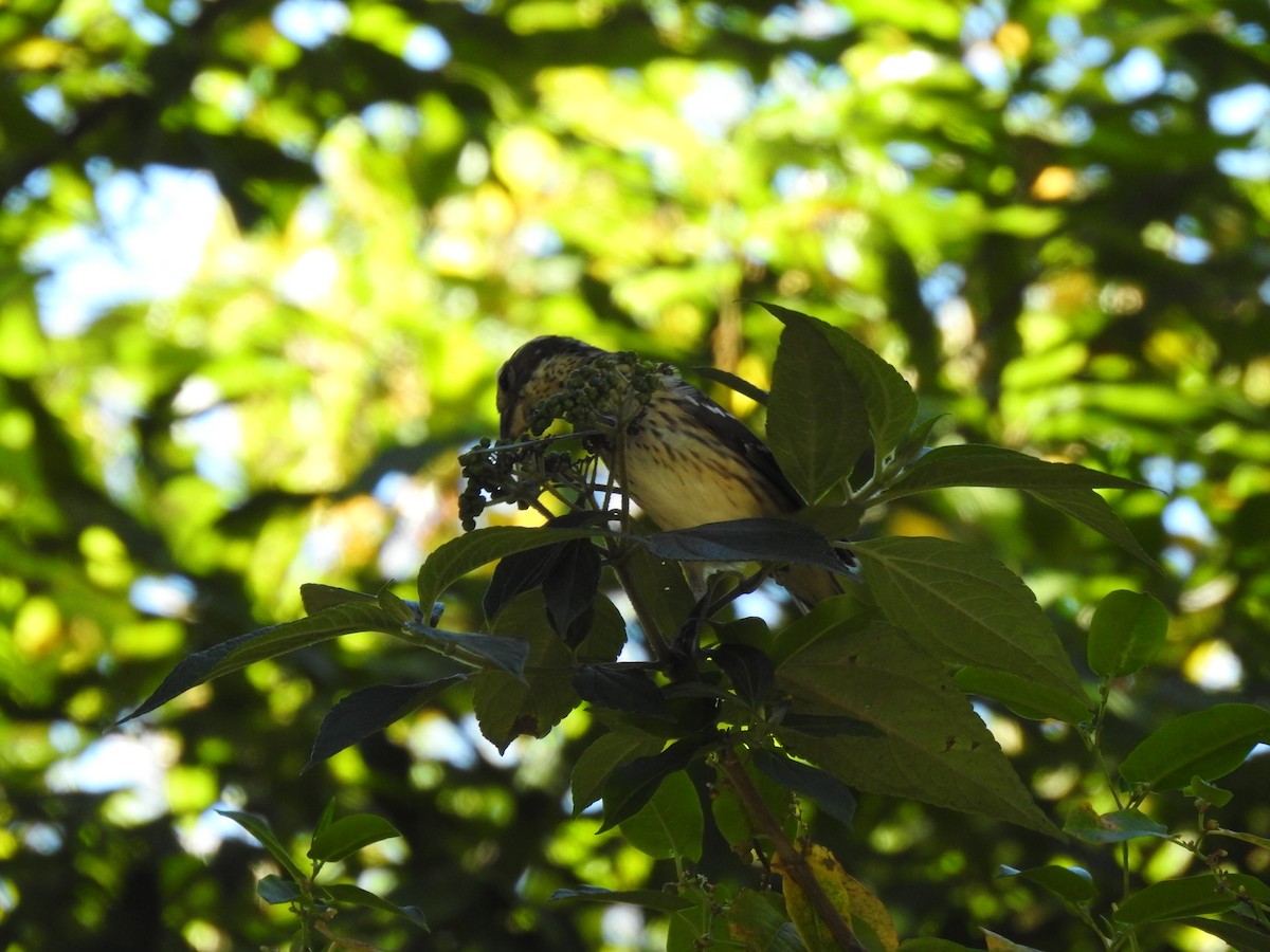 Rose-breasted Grosbeak - ML630710837