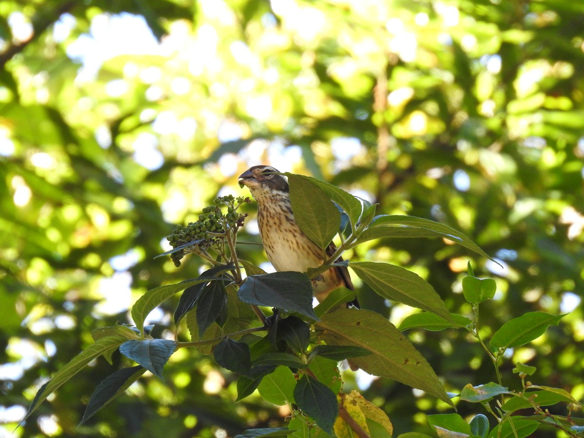 Rose-breasted Grosbeak - ML630710838