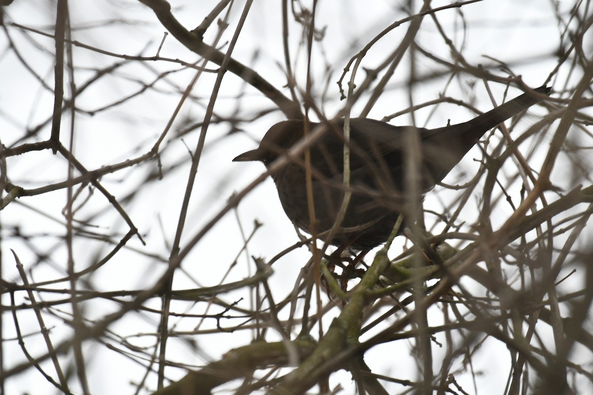 Eurasian Blackbird - ML630710842