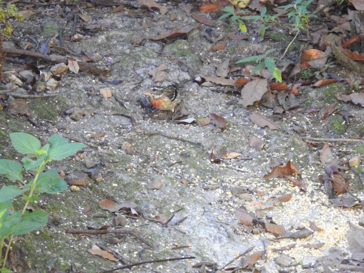 Rose-breasted Grosbeak - ML630710854