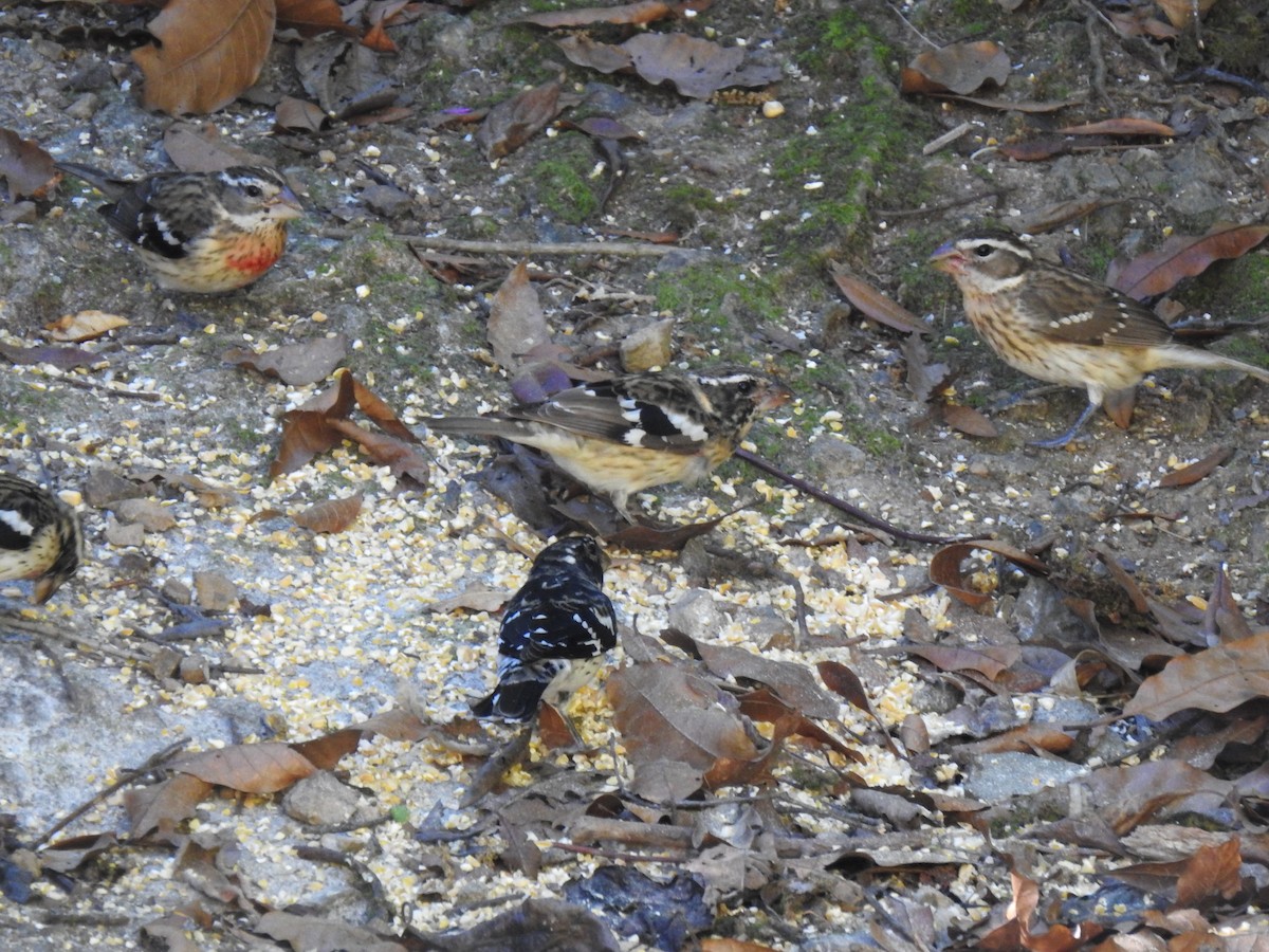 Rose-breasted Grosbeak - ML630710855