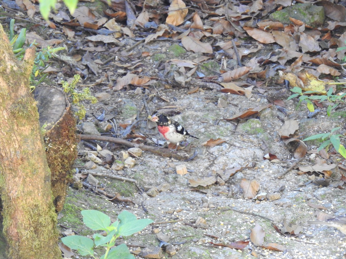 Rose-breasted Grosbeak - ML630710873