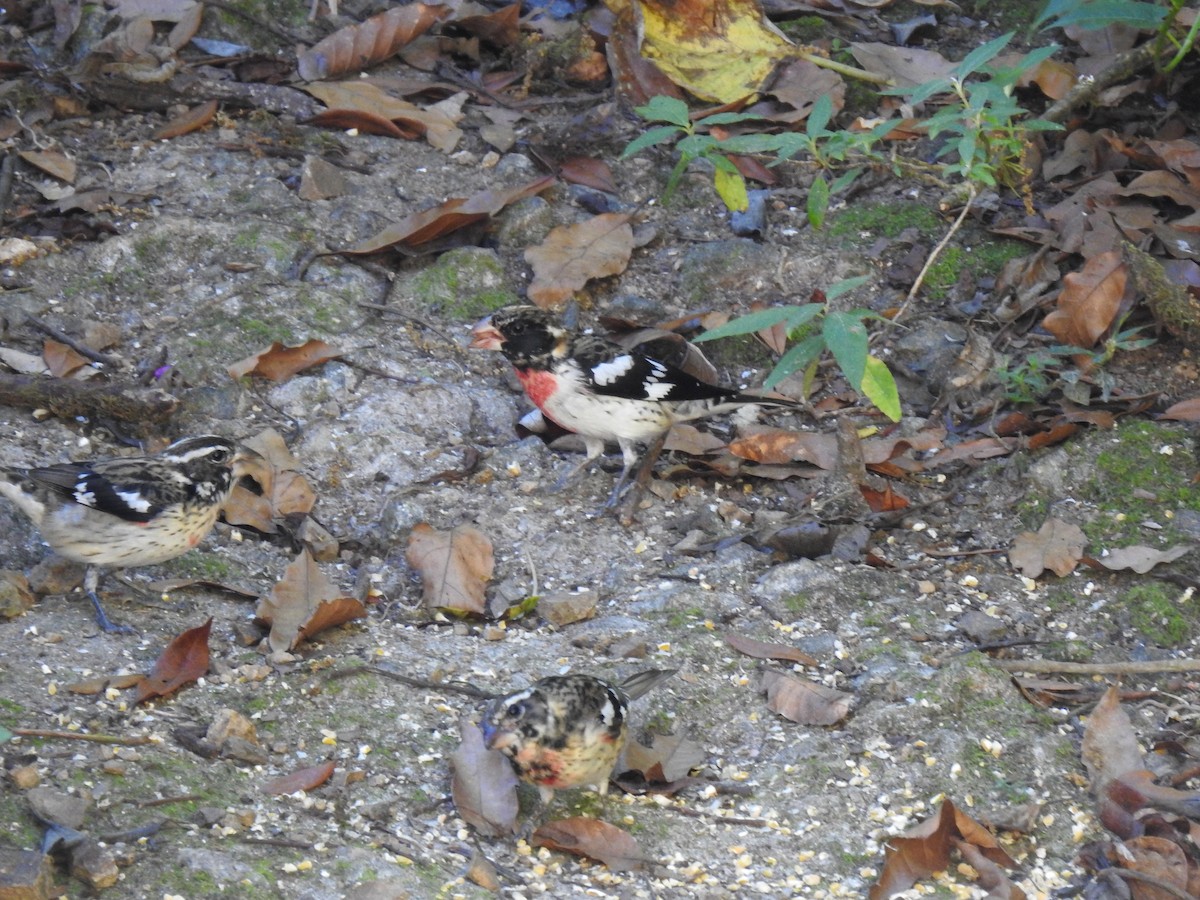 Rose-breasted Grosbeak - ML630710874