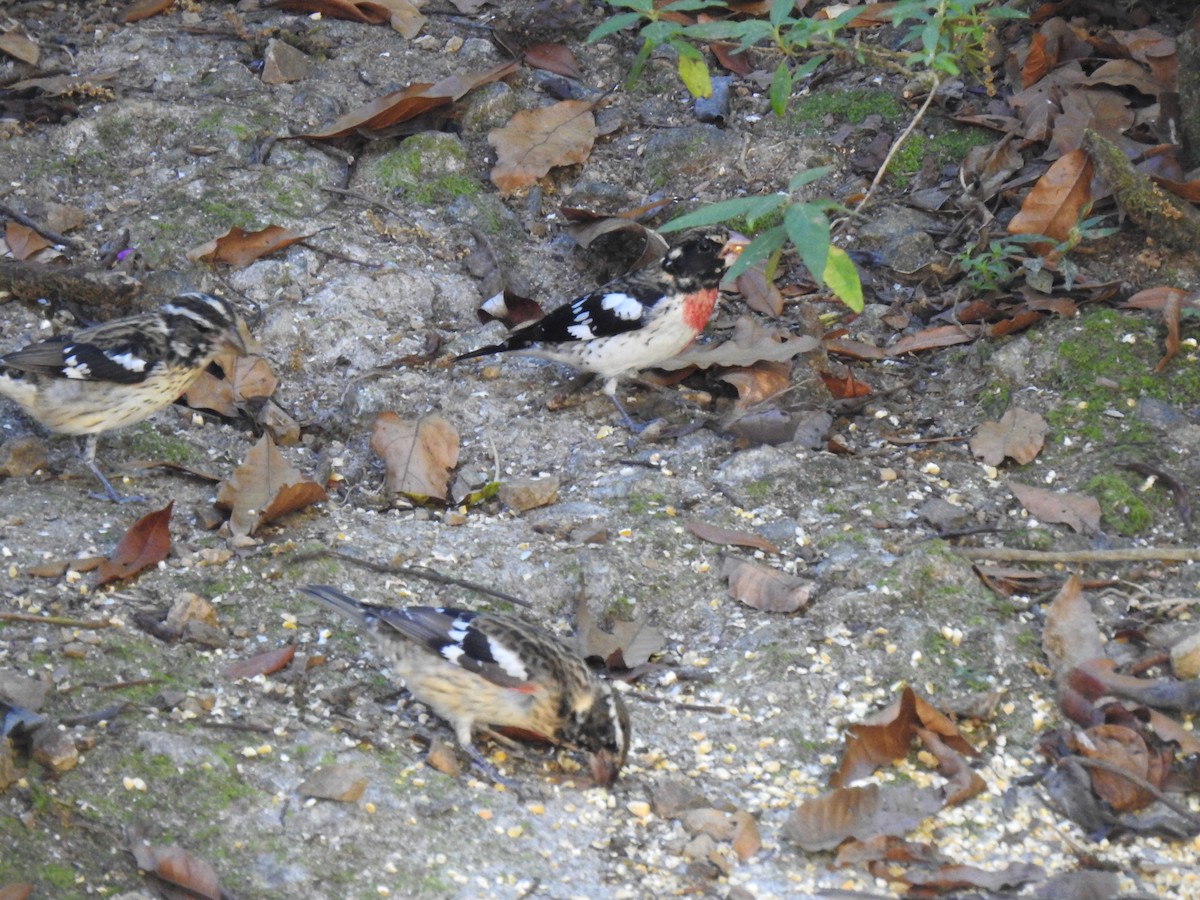 Rose-breasted Grosbeak - ML630710875