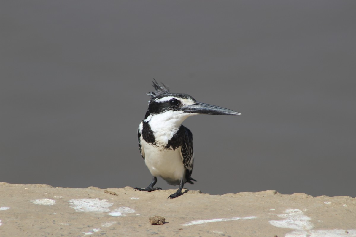 Pied Kingfisher - ML630711138