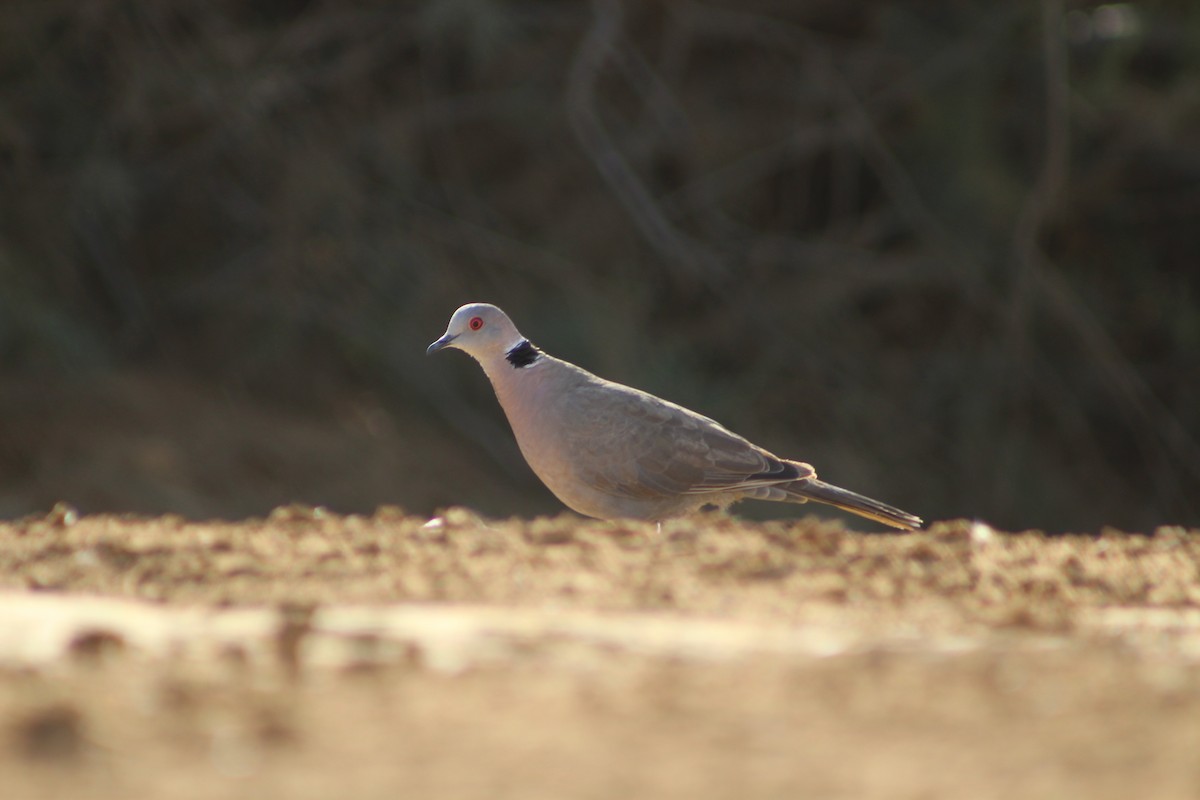 Mourning Collared-Dove - ML630711163
