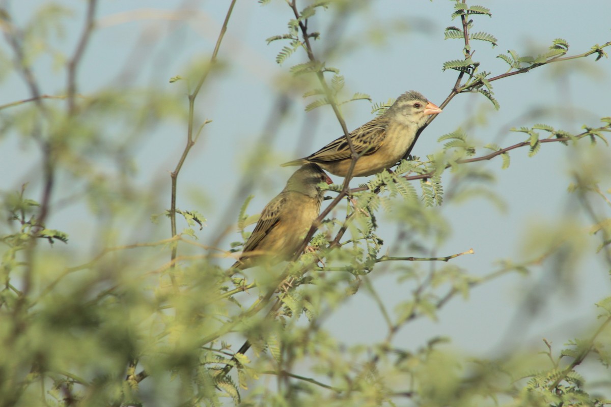 Red-billed Quelea - ML630711174