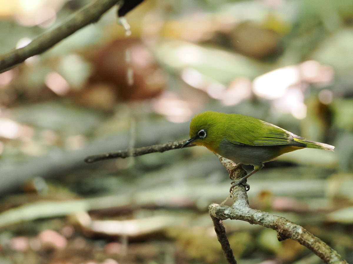 Swinhoe's White-eye - ML630711331