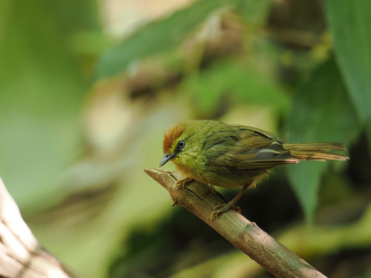 Pin-striped Tit-Babbler - ML630711353