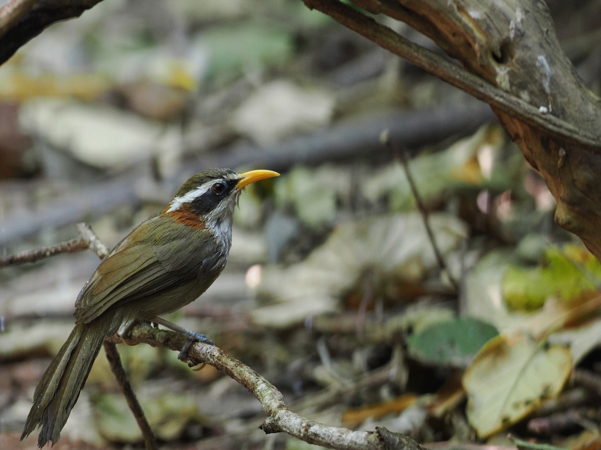 White-browed Scimitar-Babbler - ML630711362