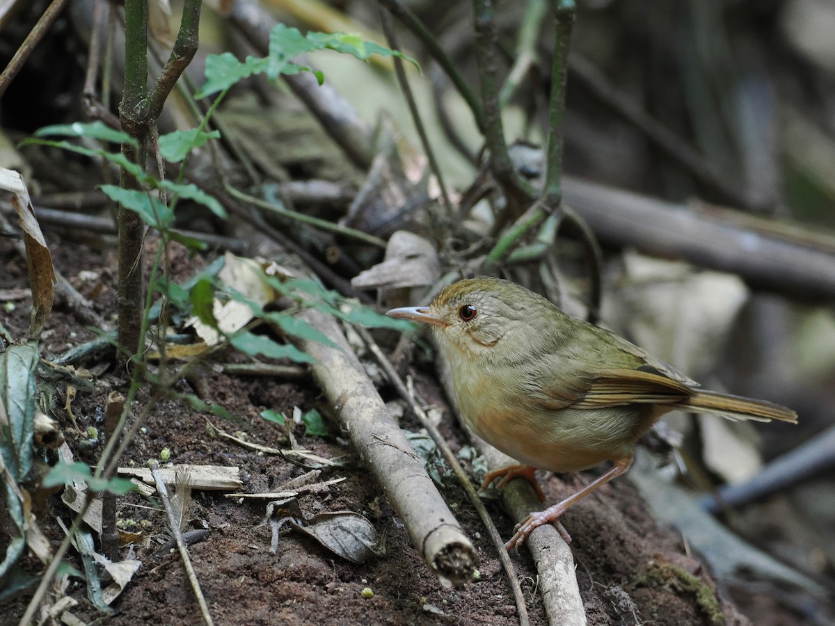 Buff-breasted Babbler - ML630711373