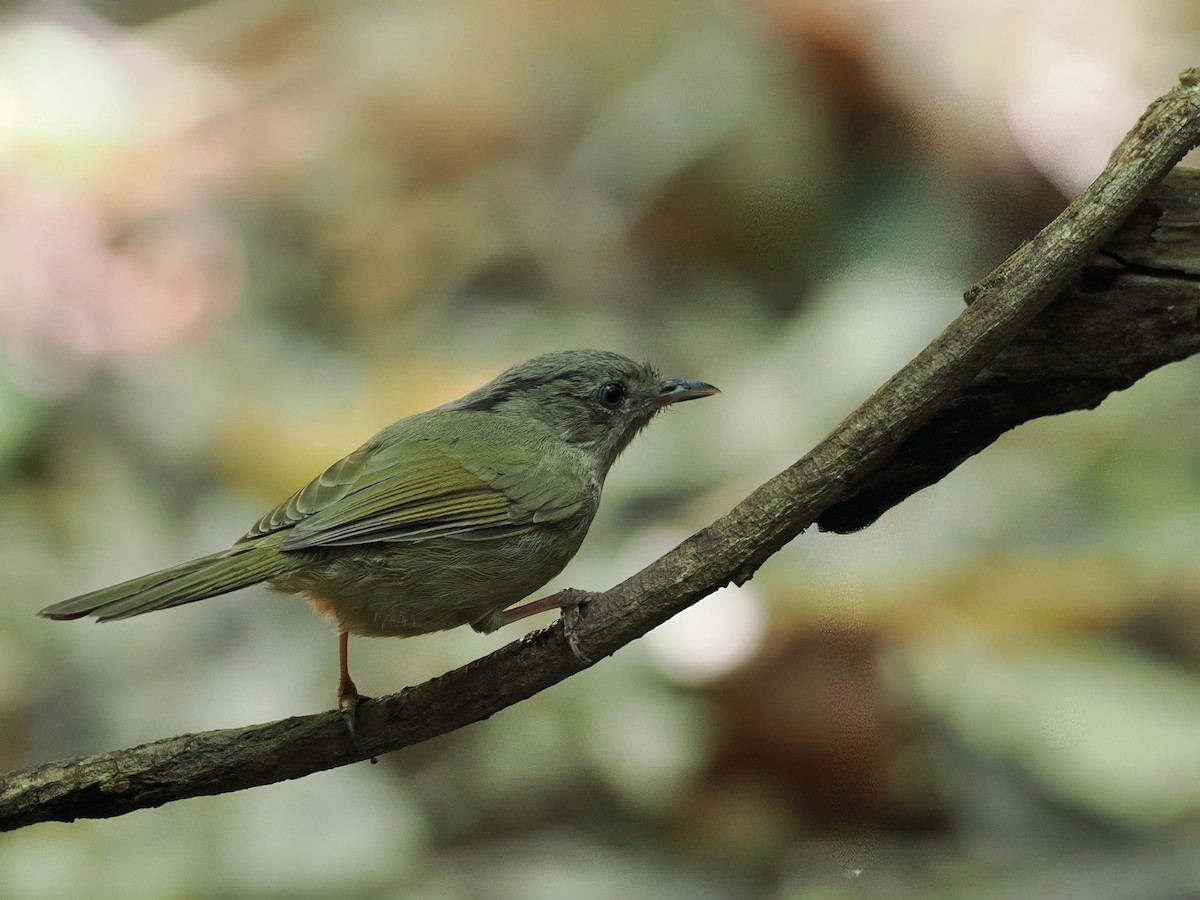 Brown-cheeked Fulvetta - ML630711381