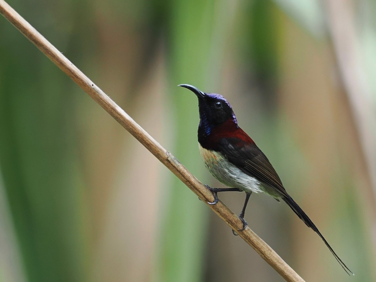 Black-throated Sunbird - ML630711405