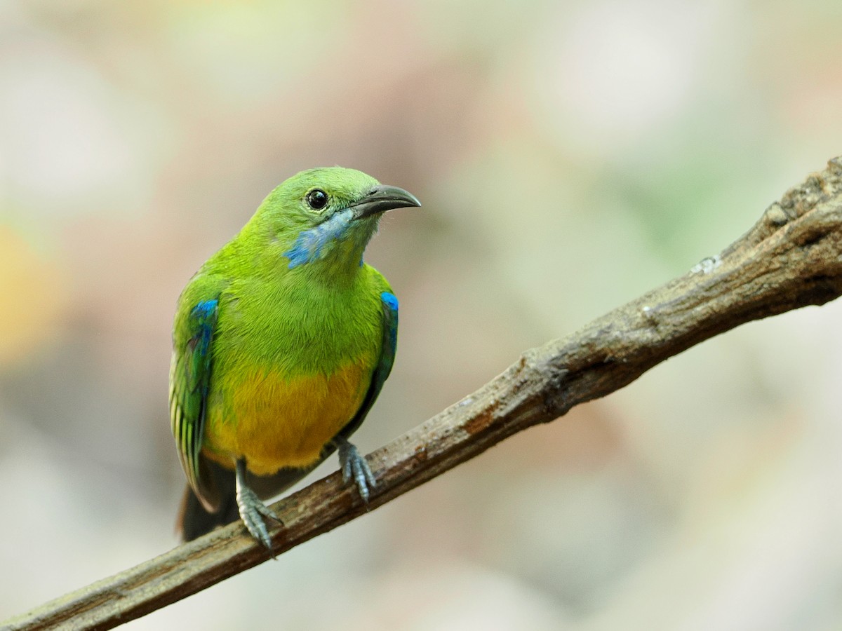Orange-bellied Leafbird - ML630711417