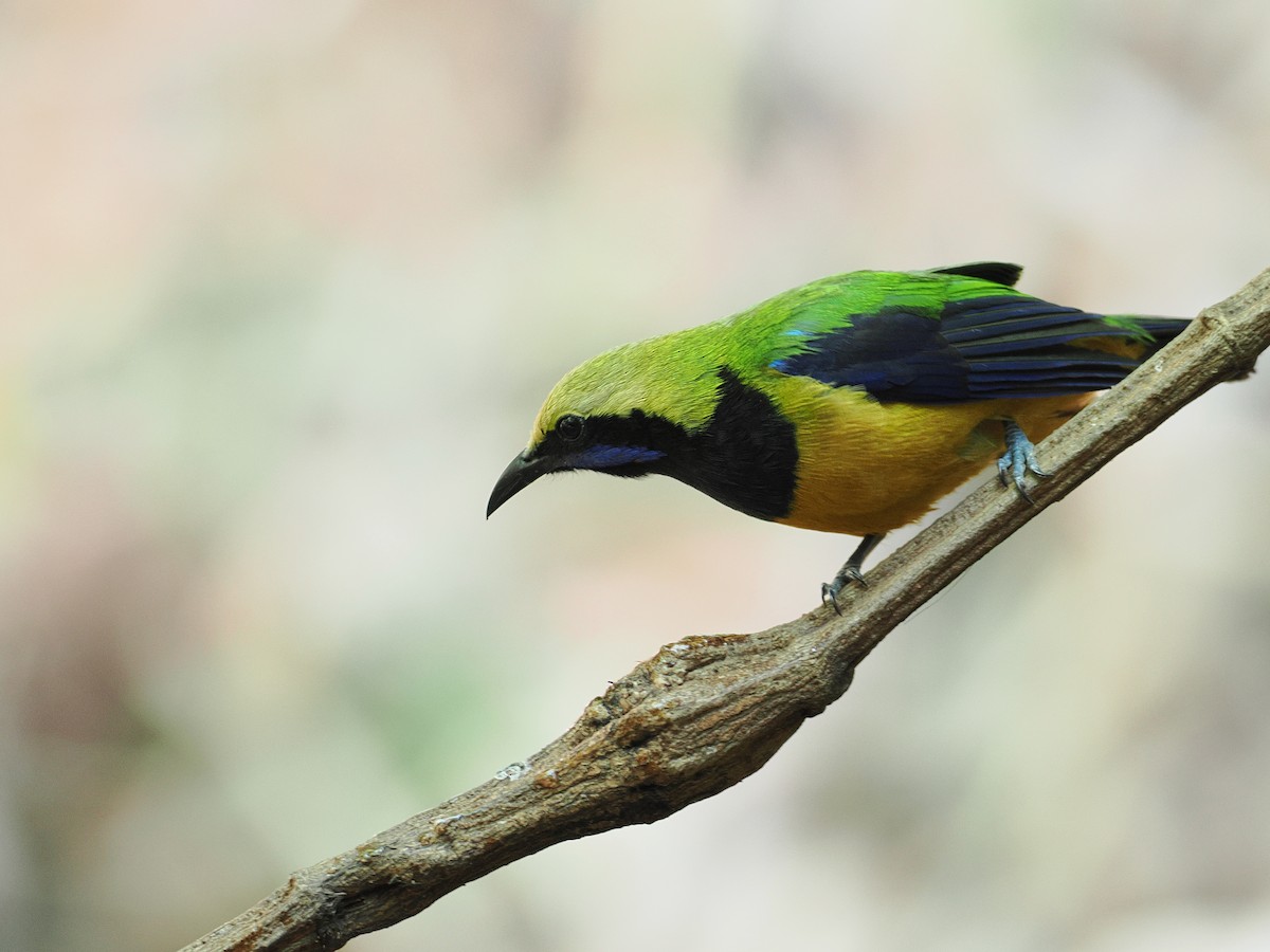 Orange-bellied Leafbird - ML630711418