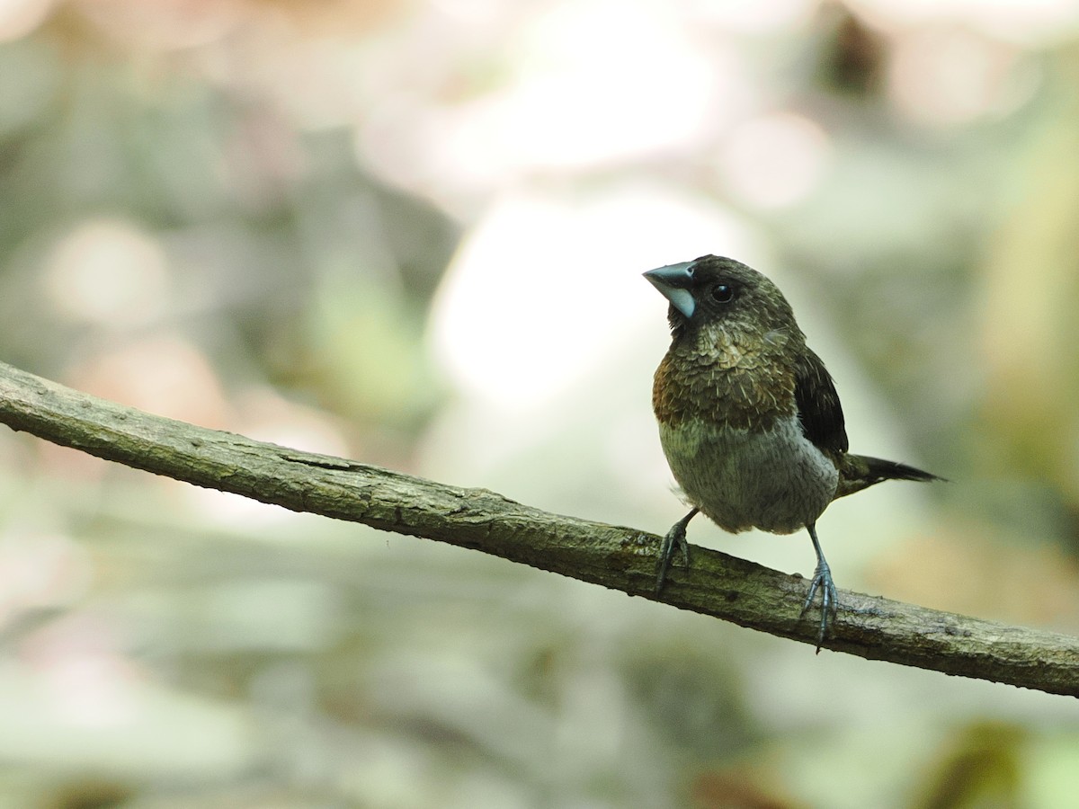 White-rumped Munia - ML630711468