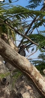 Eastern Red-legged Thrush - ML630711489