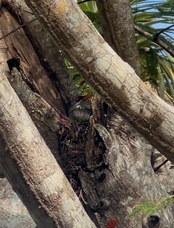Eastern Red-legged Thrush - ML630711491