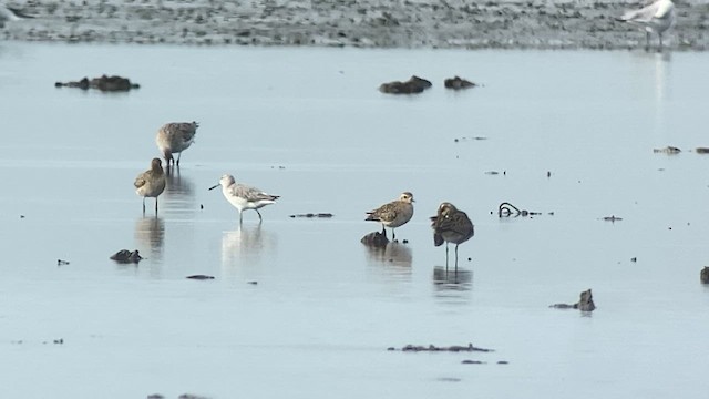 Nordmann's Greenshank - ML630711504