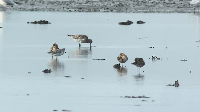 Nordmann's Greenshank - ML630711505