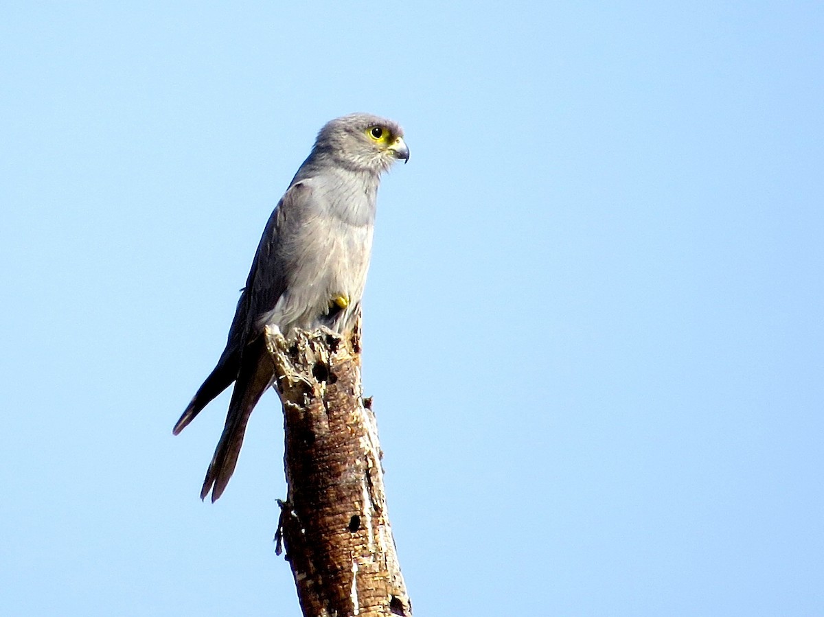 Gray Kestrel - Adam Dudley