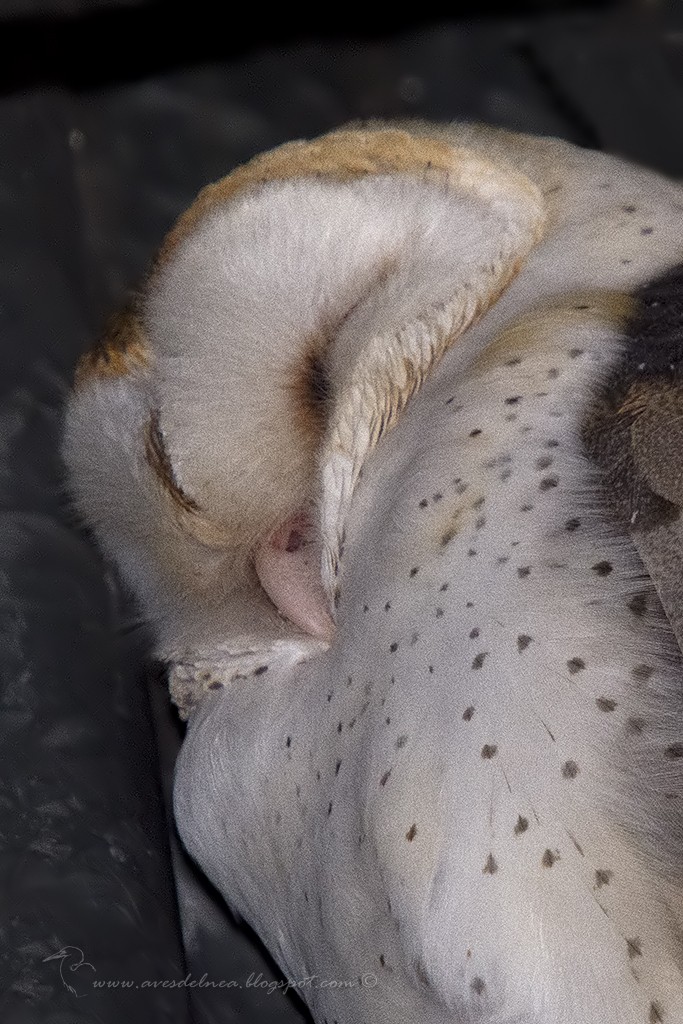 Barn Owl - Marcelo Allende