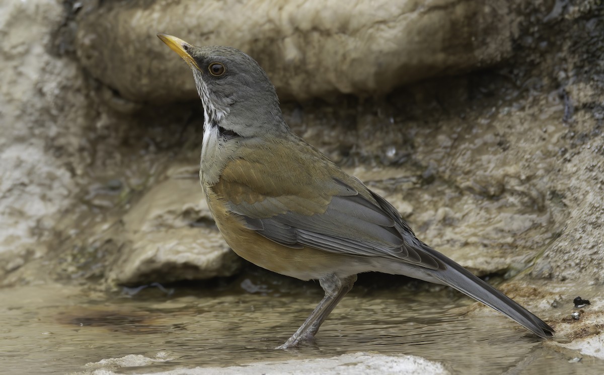 drozd rezavohřbetý - ML630711783