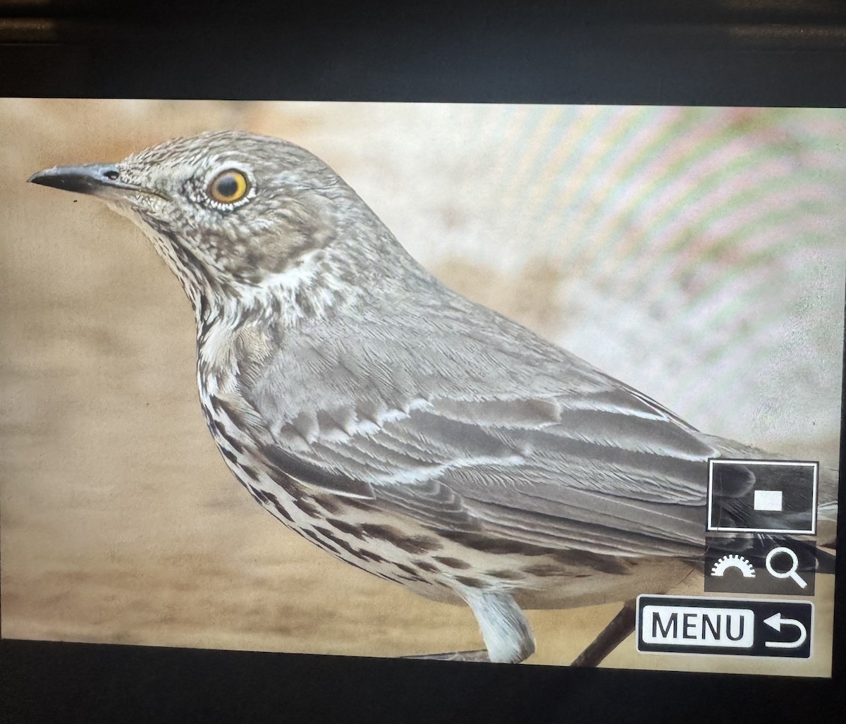 drozdec horský - ML630711790