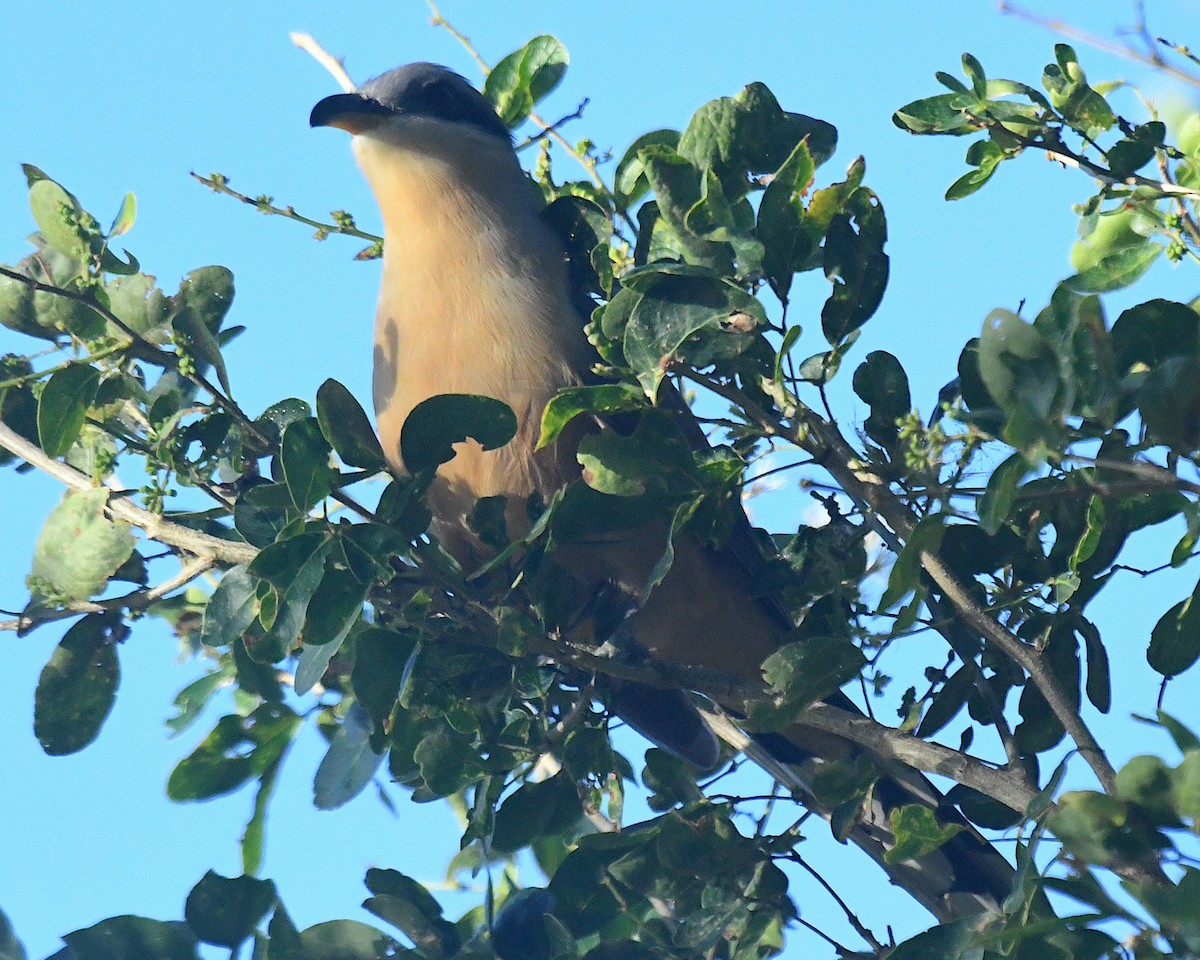 Mangrove Cuckoo - ML630712015