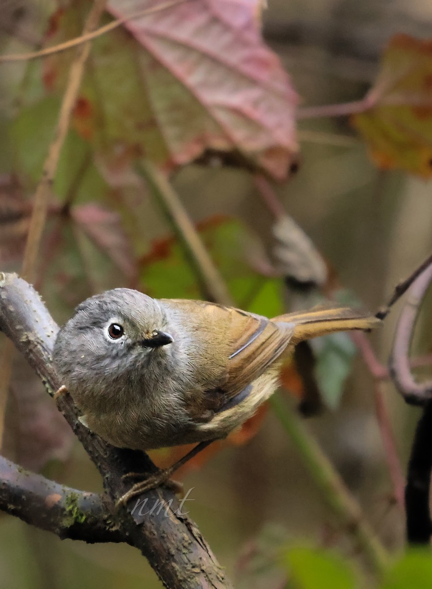 David's Fulvetta - ML630712198