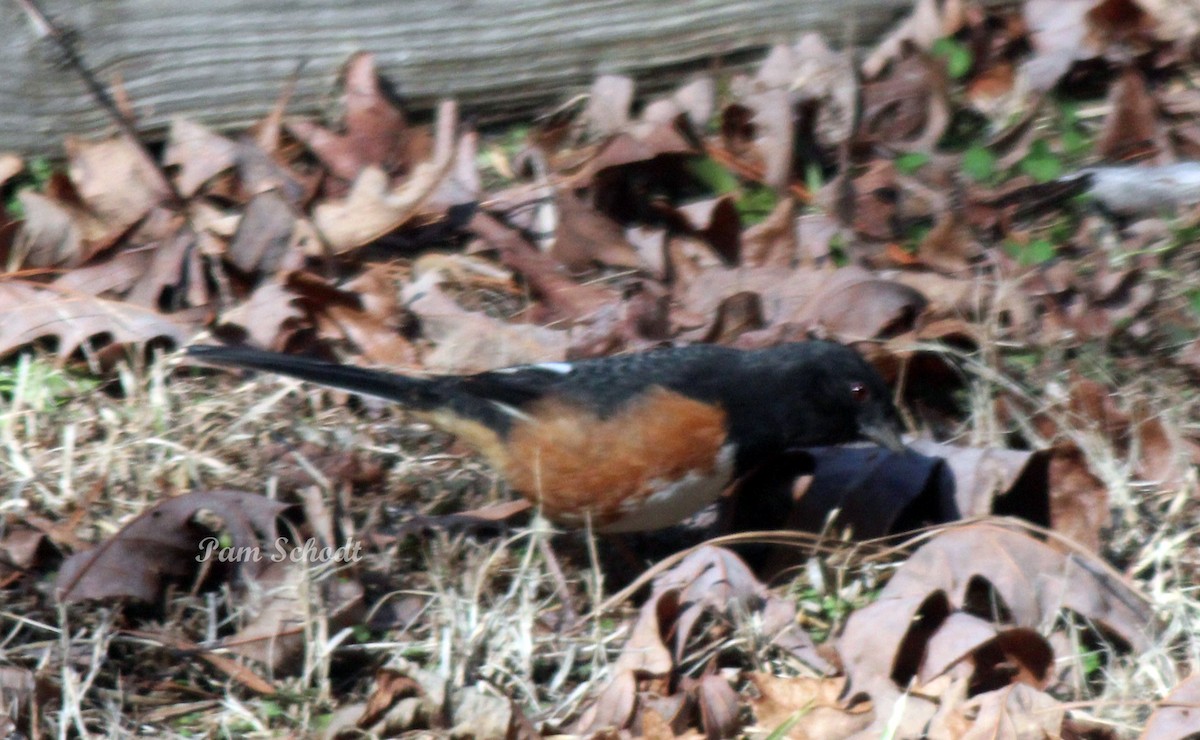 Eastern Towhee - ML630712402