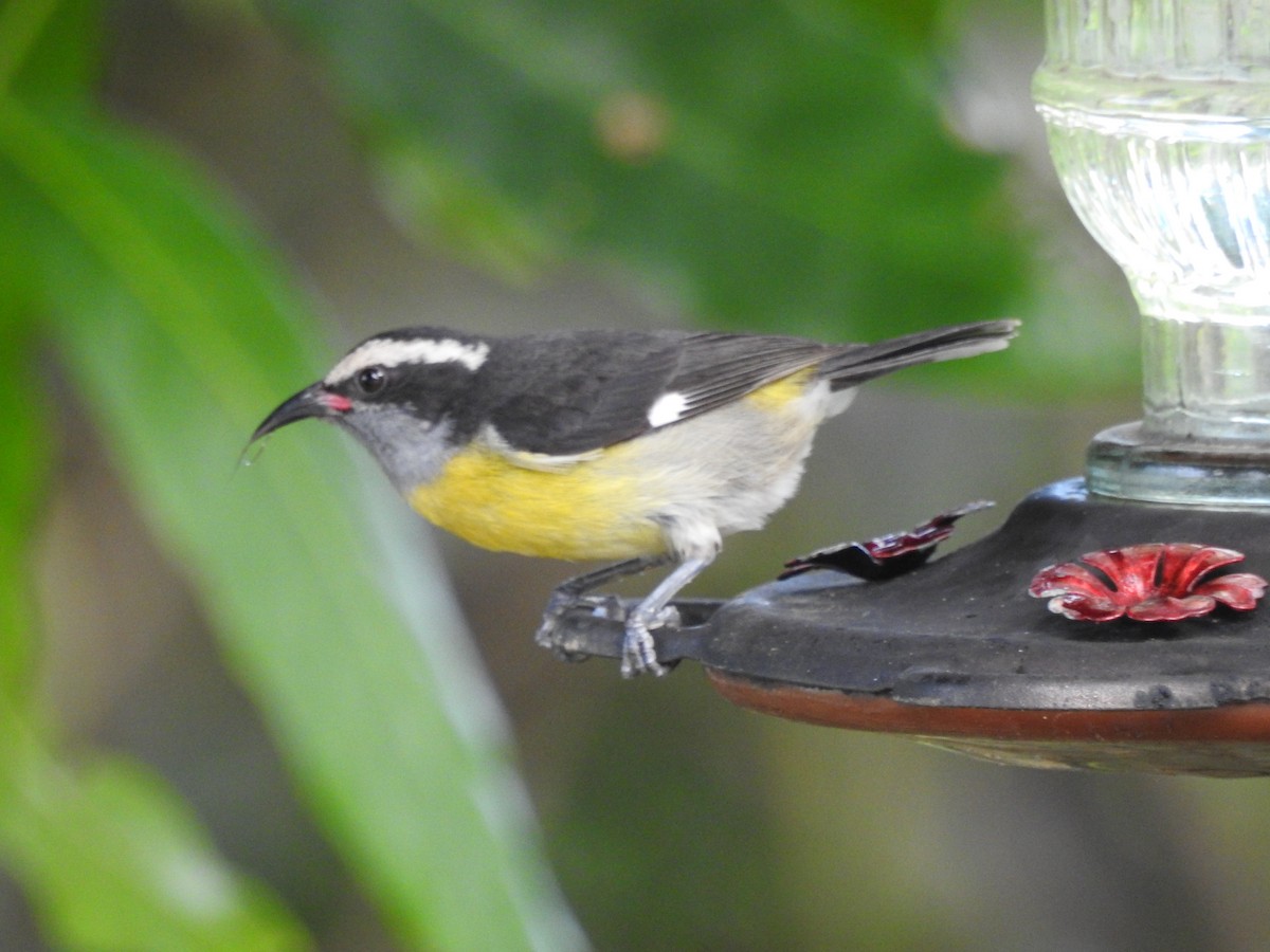 Bananaquit (Puerto Rico) - ML630712503