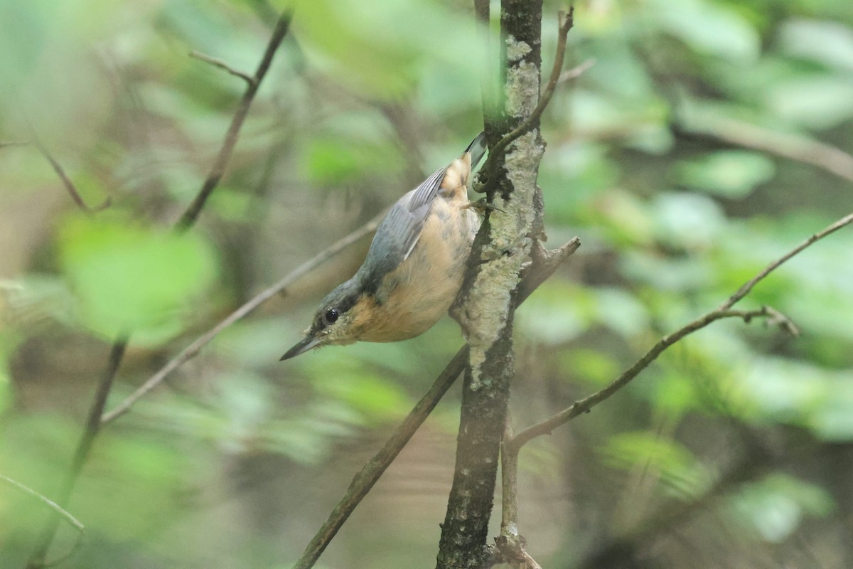 Eurasian Nuthatch (Chinese) - ML630712884