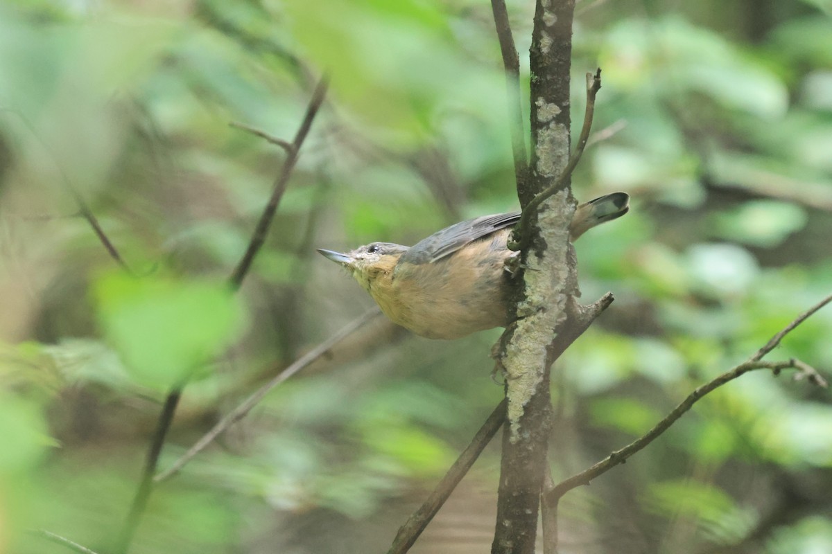 Eurasian Nuthatch (Chinese) - ML630712885