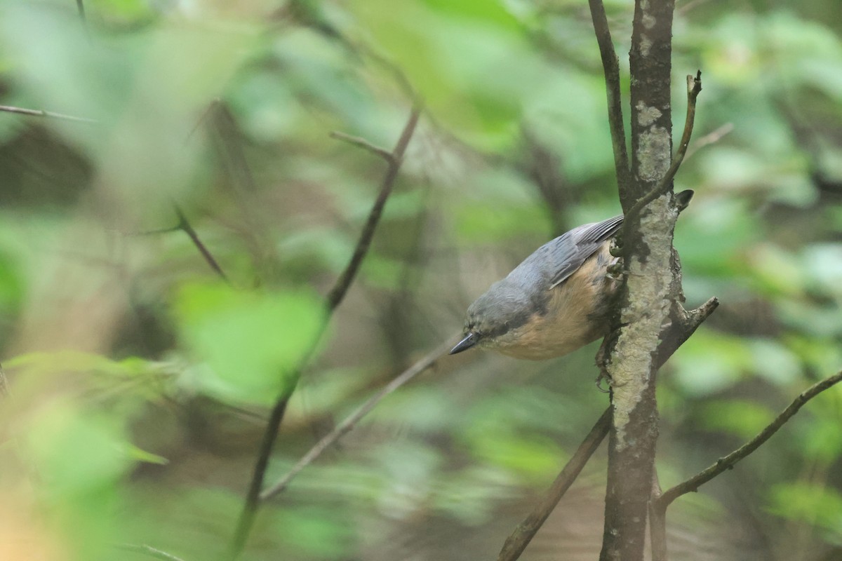 Eurasian Nuthatch (Chinese) - ML630712886