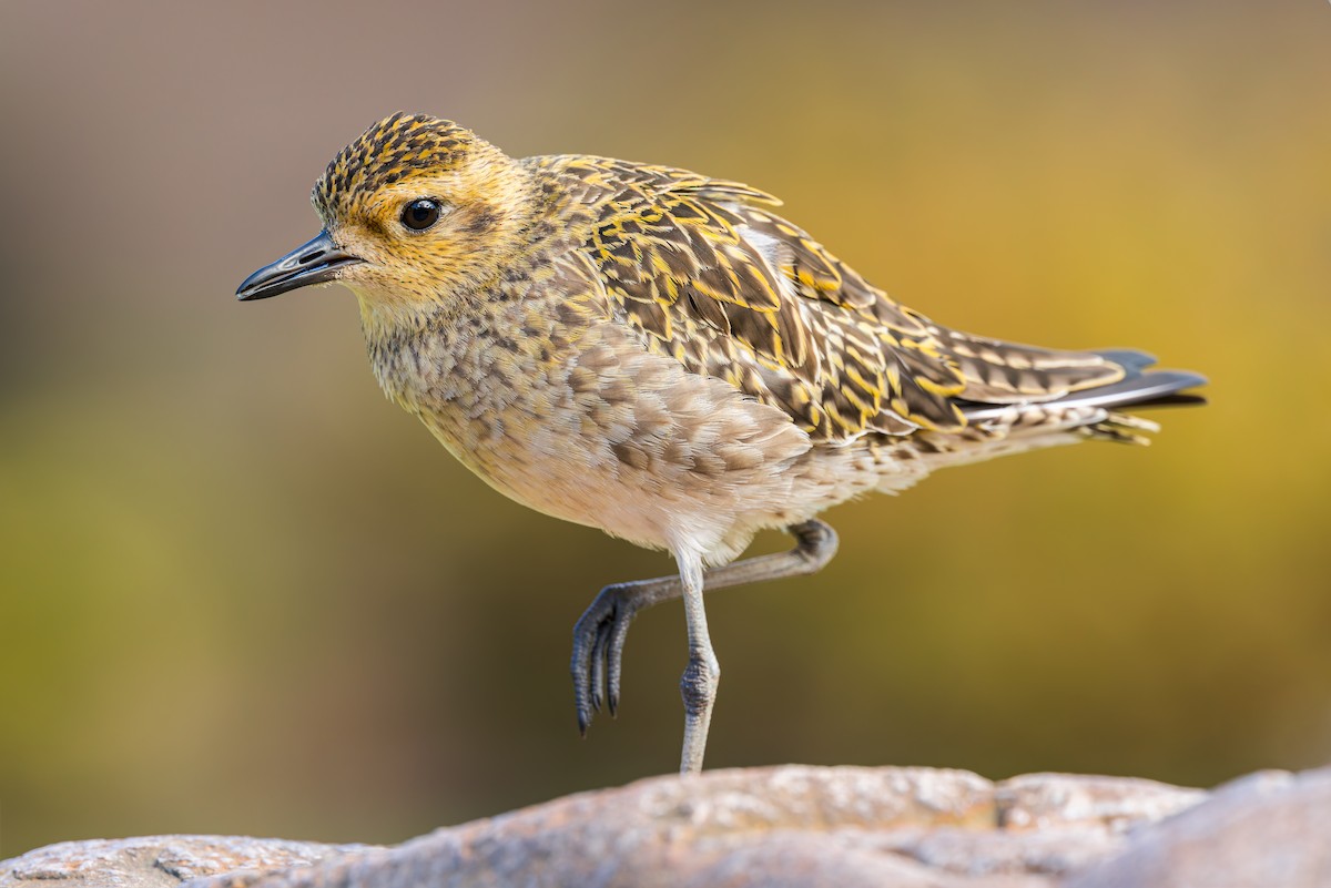 Urre-txirri siberiarra - ML630712986