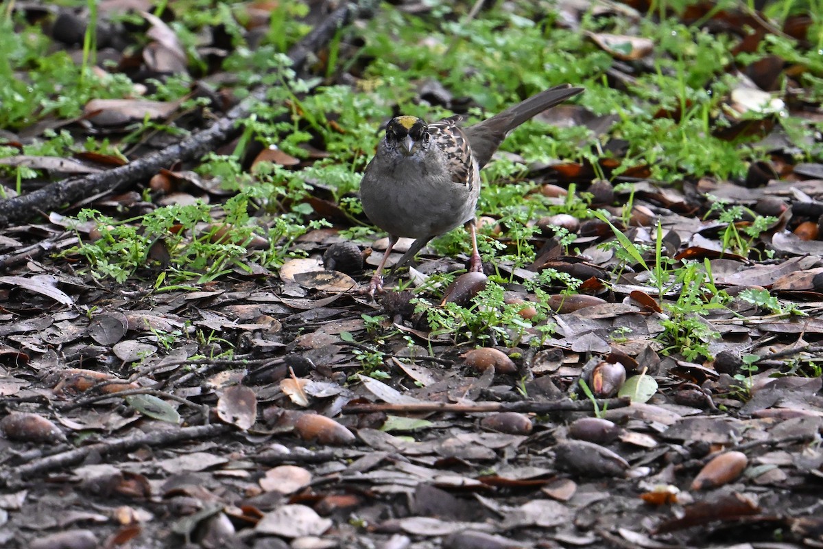 Golden-crowned Sparrow - ML630713331