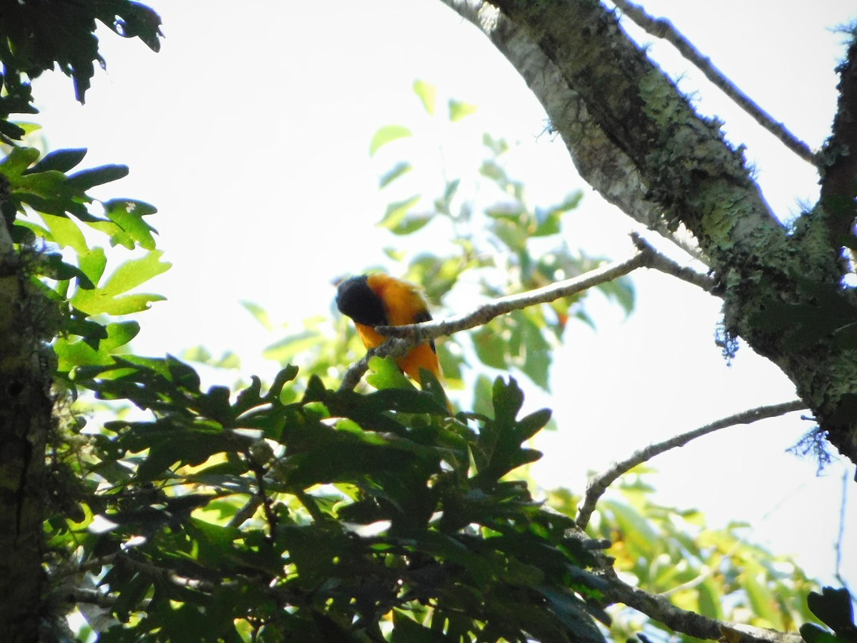 Baltimore Oriole - ML630713527