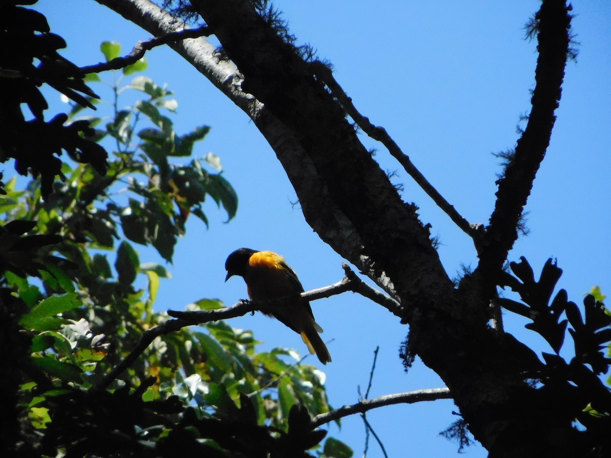 Baltimore Oriole - ML630713528