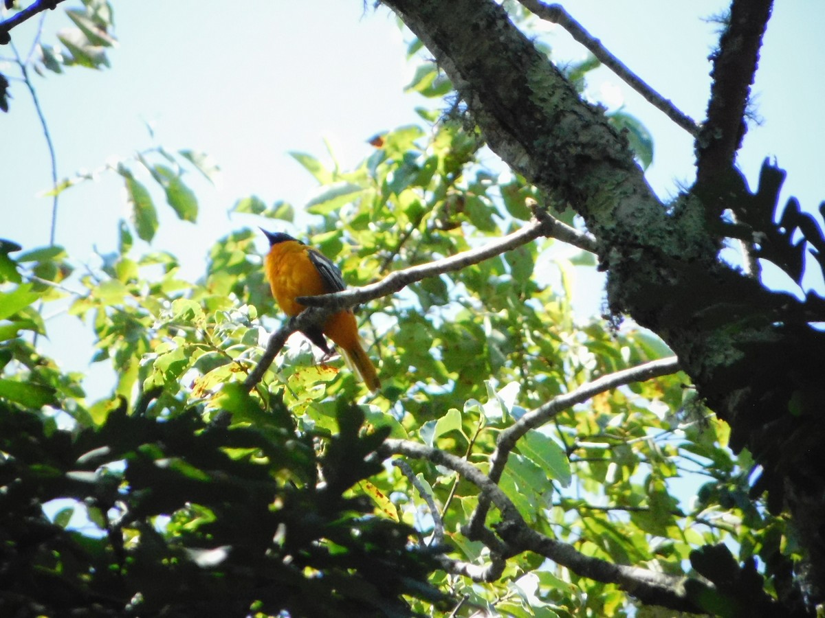 Baltimore Oriole - ML630713531