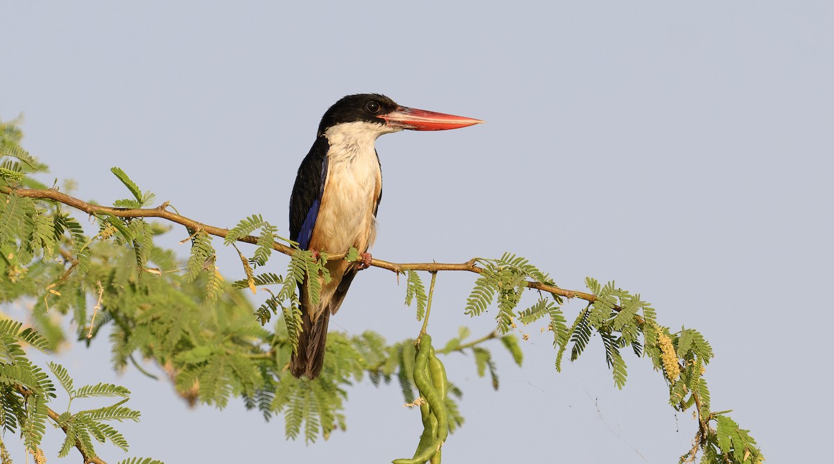 Black-capped Kingfisher - Sunil Kini