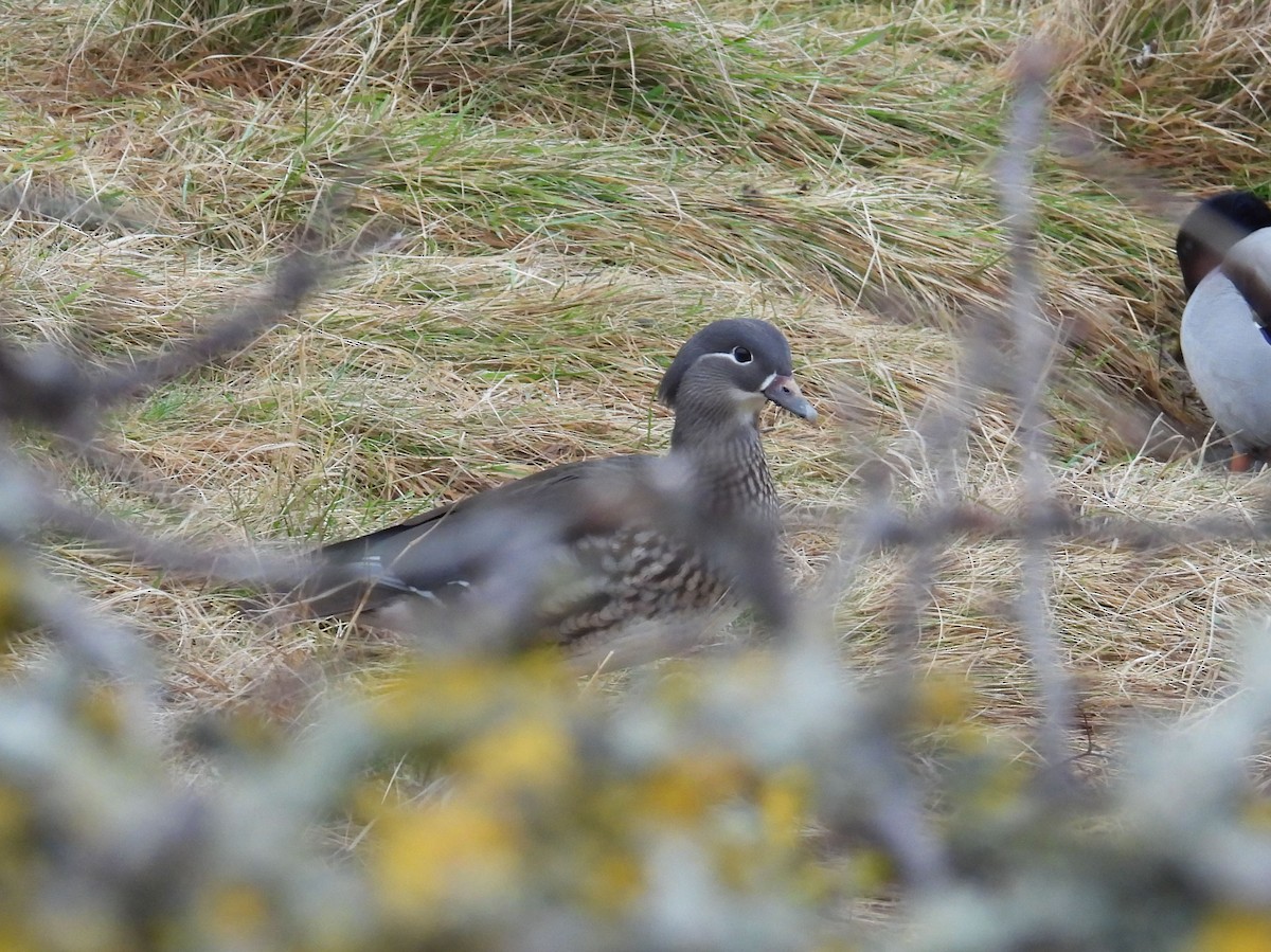 Mandarin Duck - ML630713645