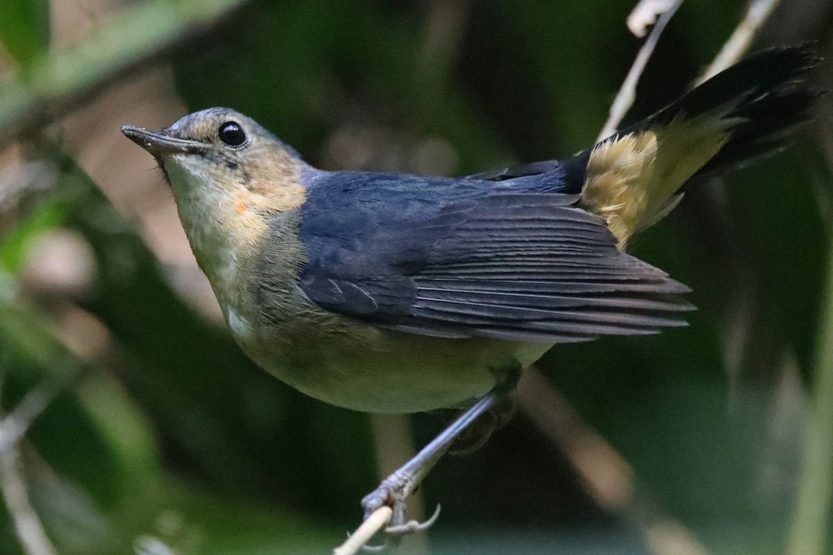 Firethroat - ML630713742