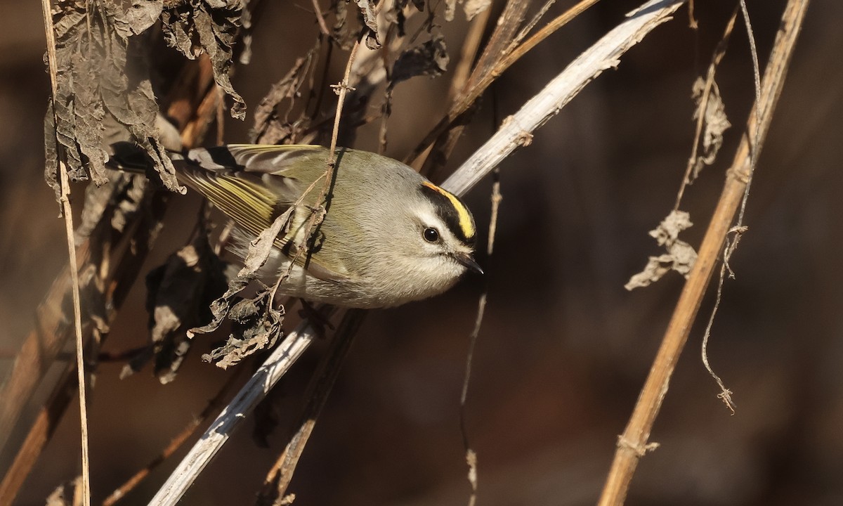 ML630713791 - Golden-crowned Kinglet - Macaulay Library
