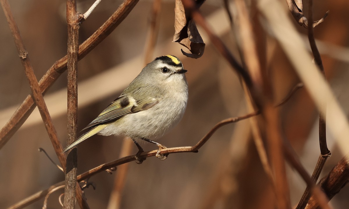 ML630713792 - Golden-crowned Kinglet - Macaulay Library