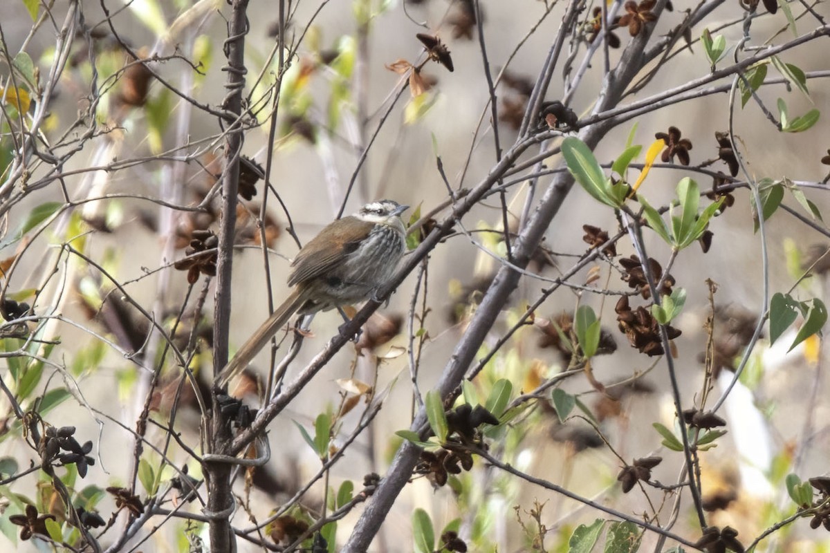 Great Spinetail - ML630713919