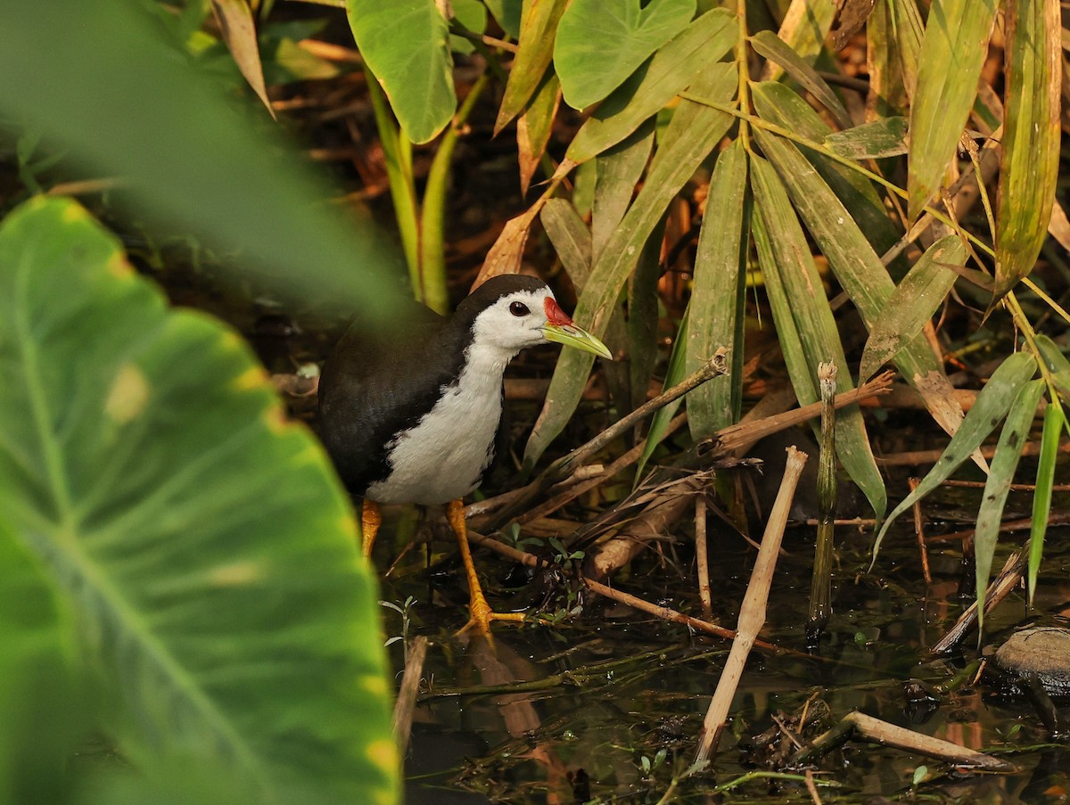 White-breasted Waterhen - ML630713940