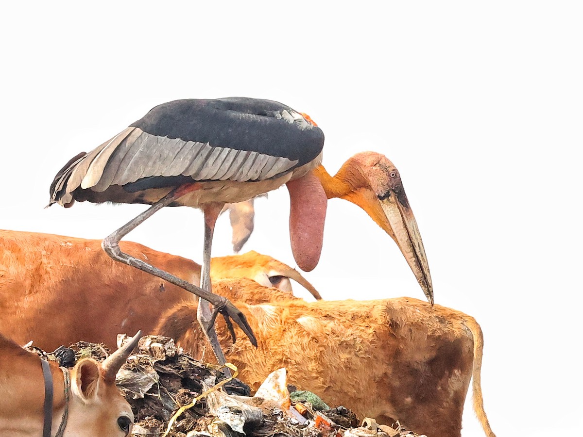 Greater Adjutant - ML630713990