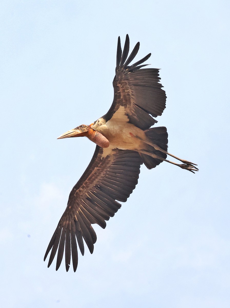 Greater Adjutant - ML630713991